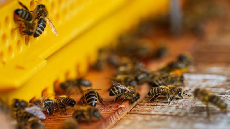 Eingang eines Bienenstocks